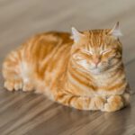 Wat zijn oorzaken van obstipatie bij katten en hoe behandel je het? 